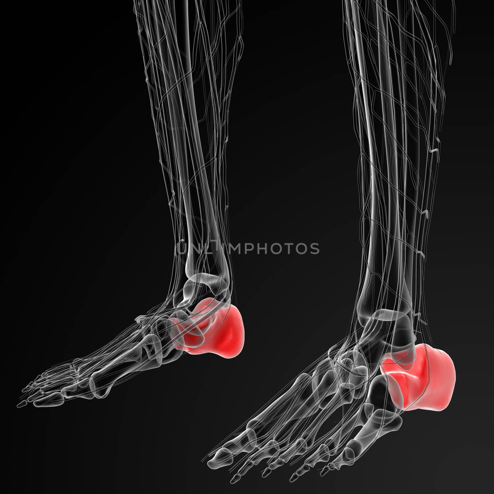 3d render illustration of the human calcaneus bone - front view