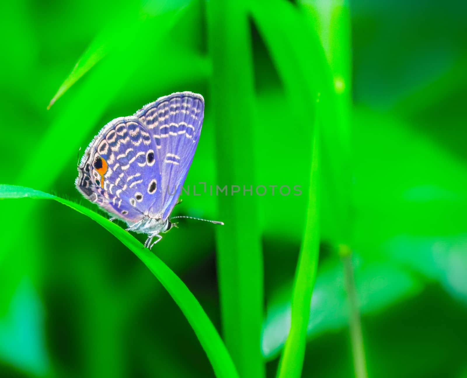 Buttterfly sitting on a grass leaf in the midday sun having Sunbath.