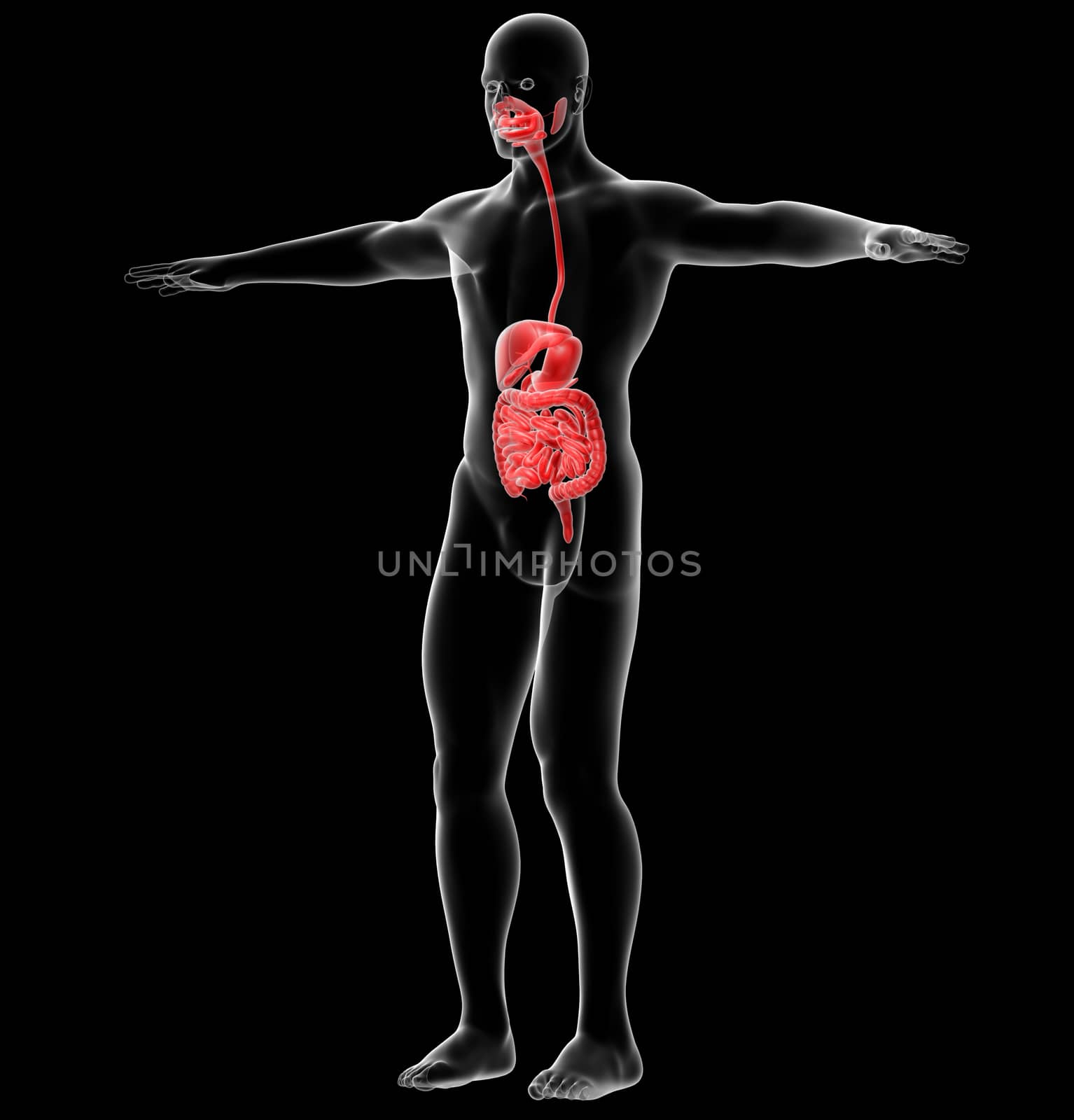 3d render medical illustration of the human digestive system - side view