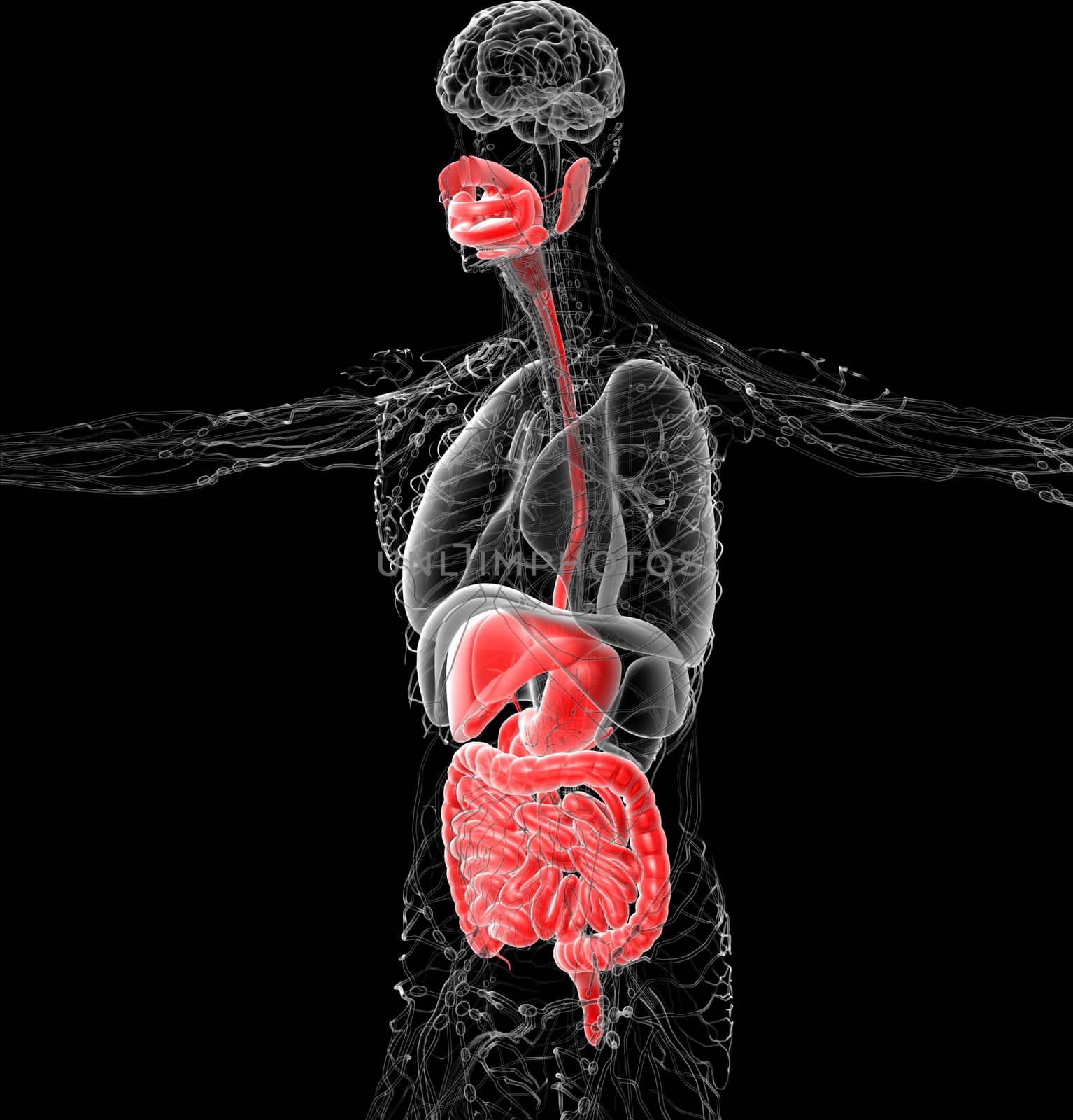 3d render medical illustration of the human digestive system - side view