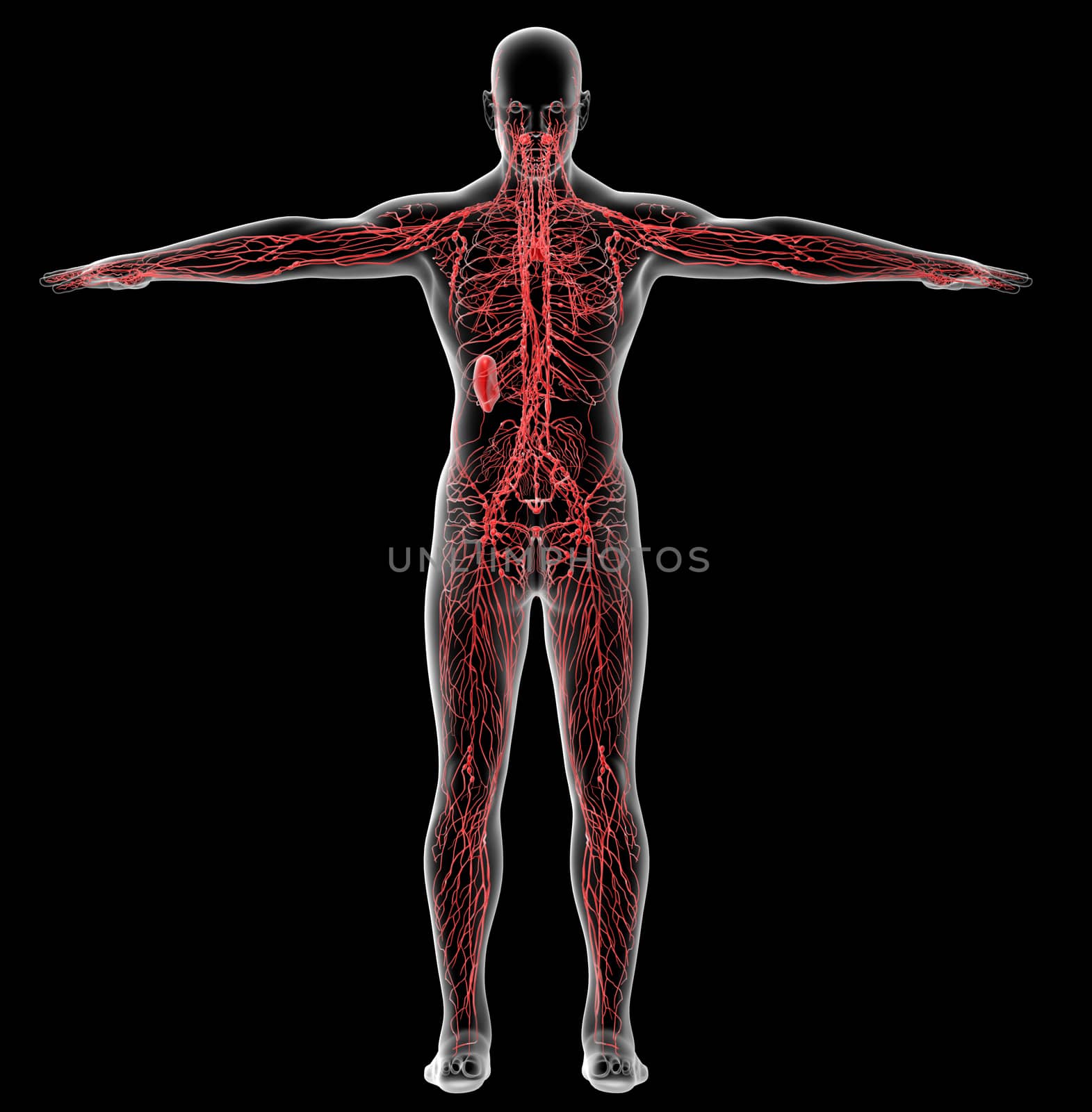 3d render medical illustration of the lymphatic system - back view