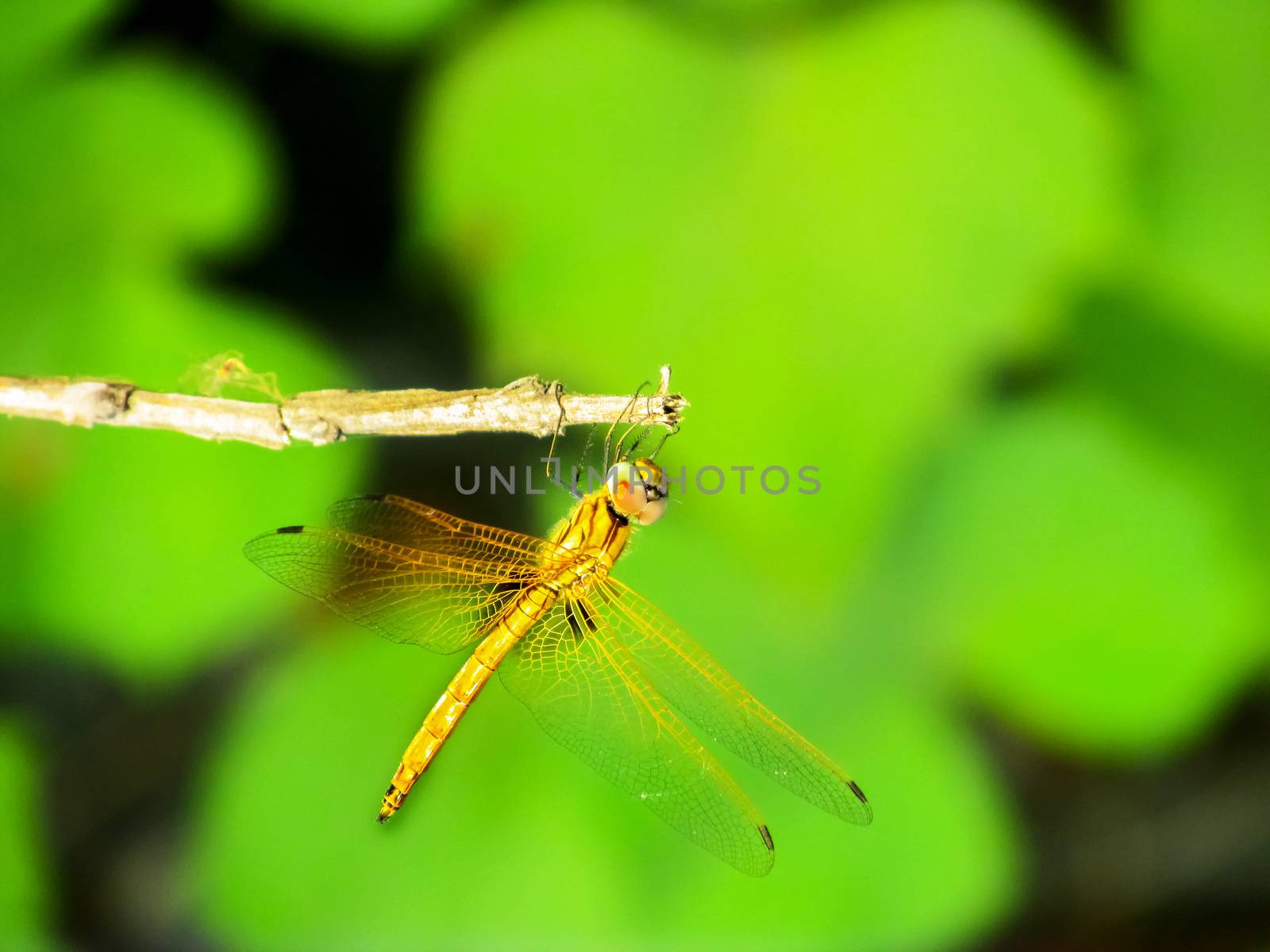 Dragonfly sitting on a twig having sunbath in the midday Sun