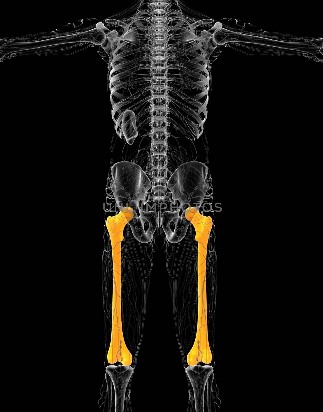 3d render medical illustration of the femur bone - front view