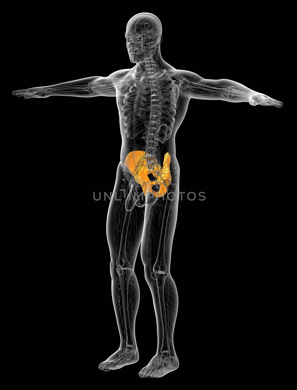 3d render medical illustration of the pelvis bone - side view