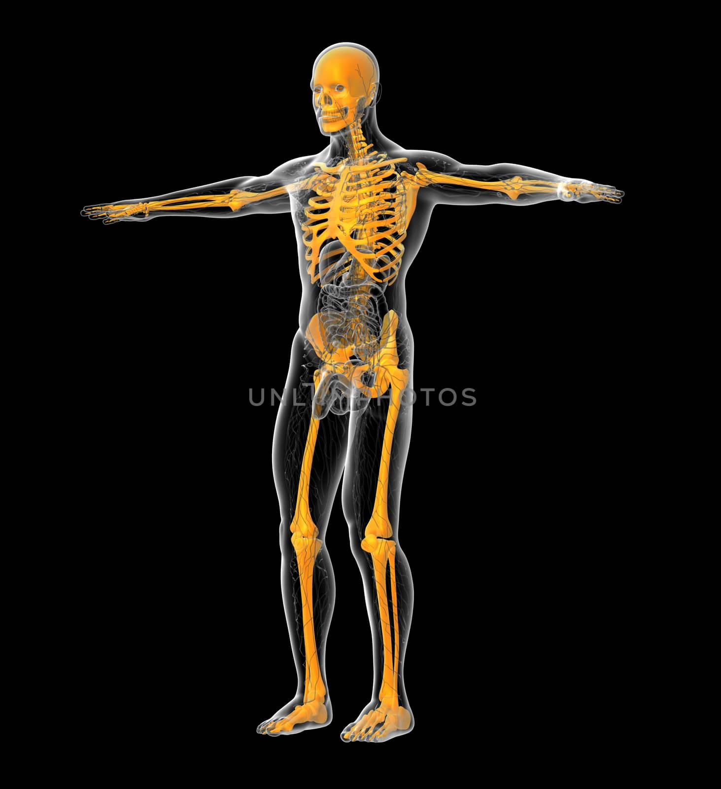 3D medical illustration of the human skeleton - side view