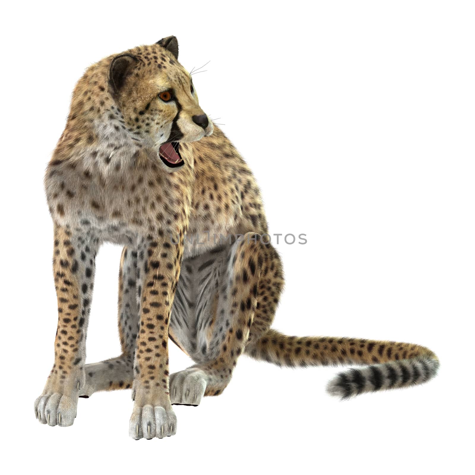 3D digital render of a cheetah isolated on white background