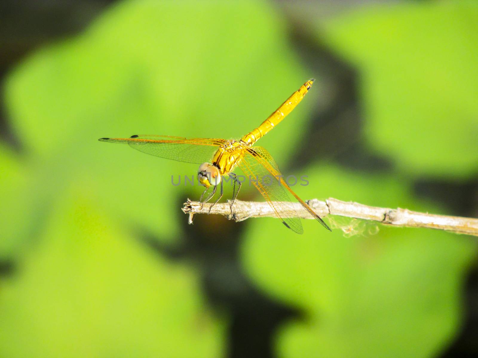 Dragonfly sitting on a twig having sunbath in the midday Sun