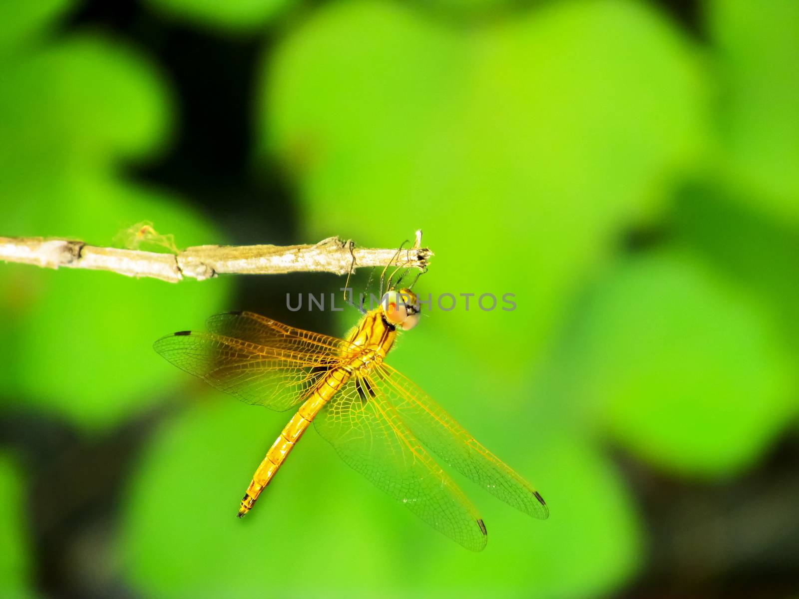 Dragonfly sitting on a twig having sunbath  by drpgayen