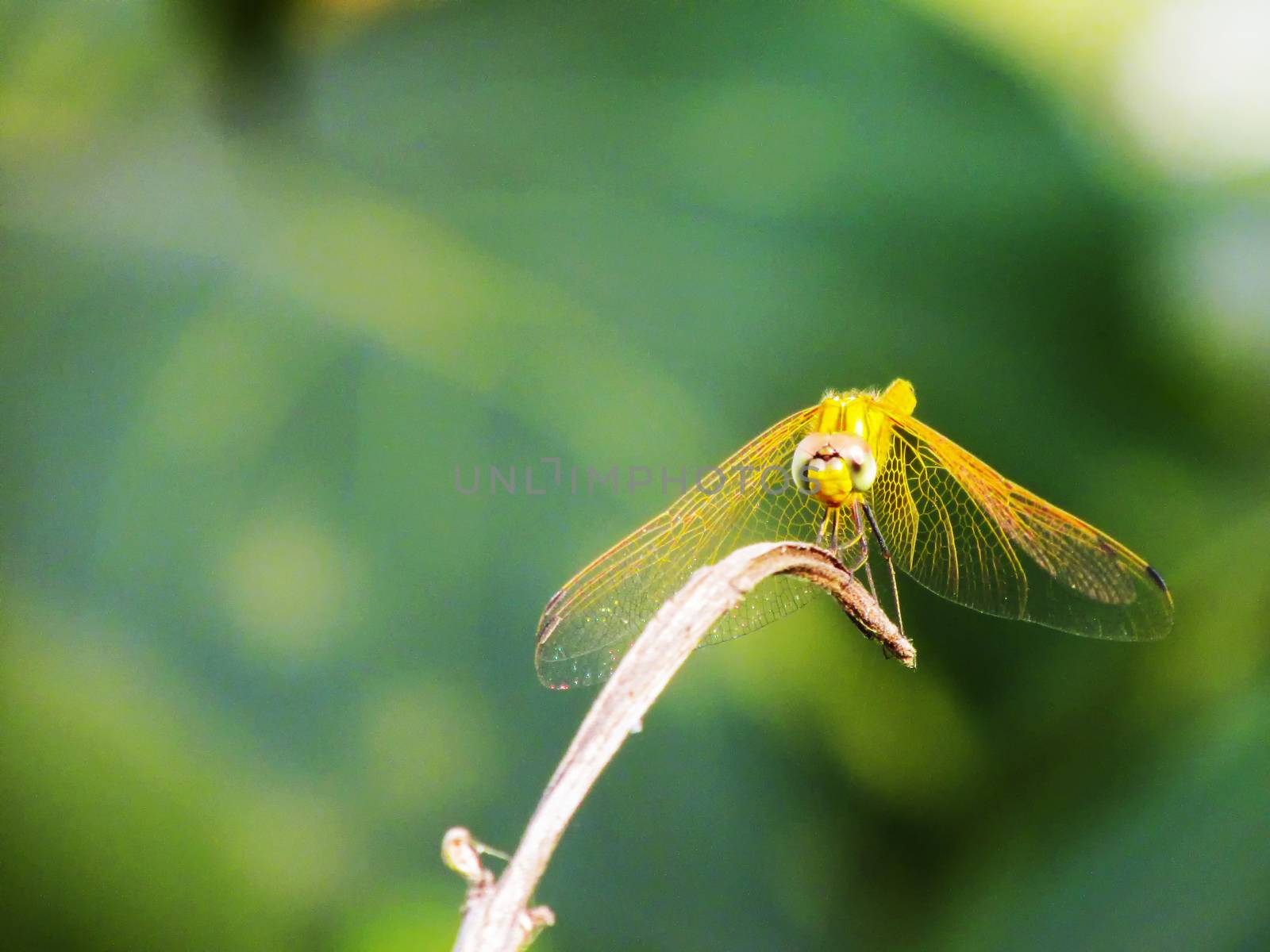 Dragonfly sitting on a twig having sunbath  by drpgayen