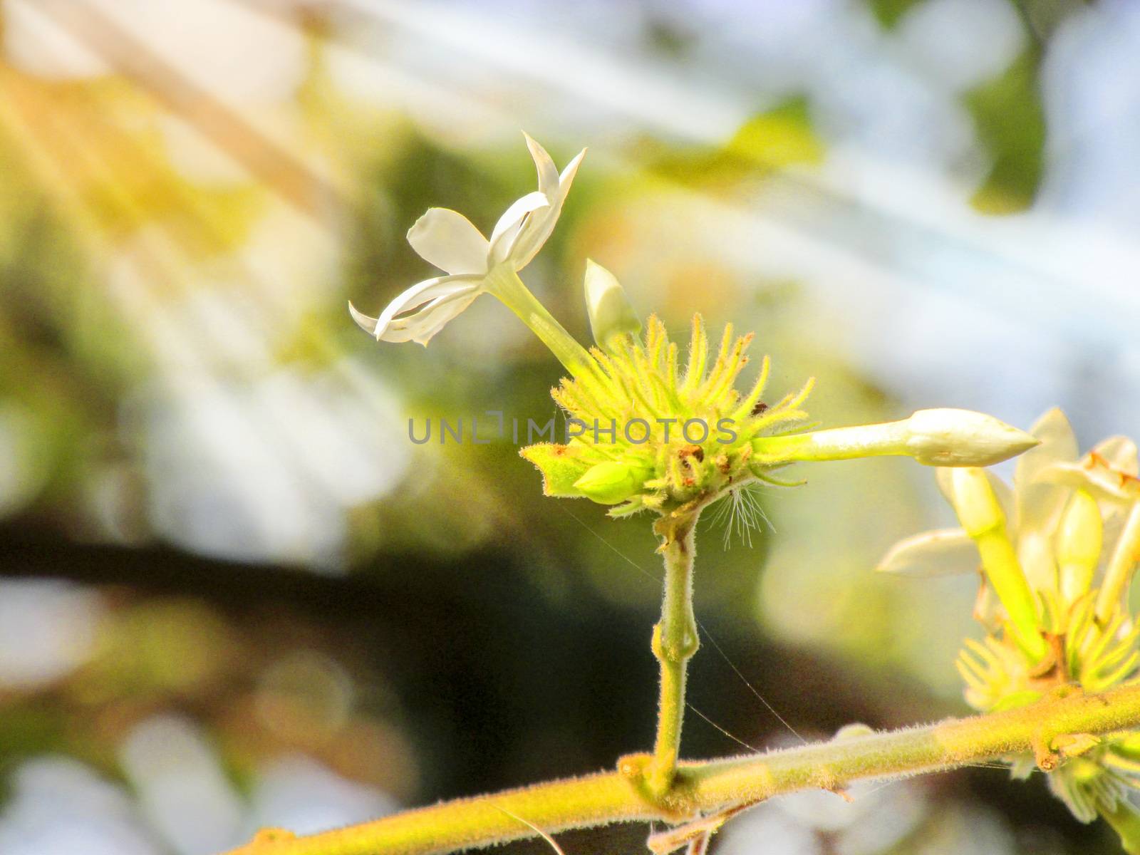 Sweet smelling white starJasmin flower on falling Sun in the afternoon,ray of light falling on the flowers...Newe hope coming...taken on 02.12.2014