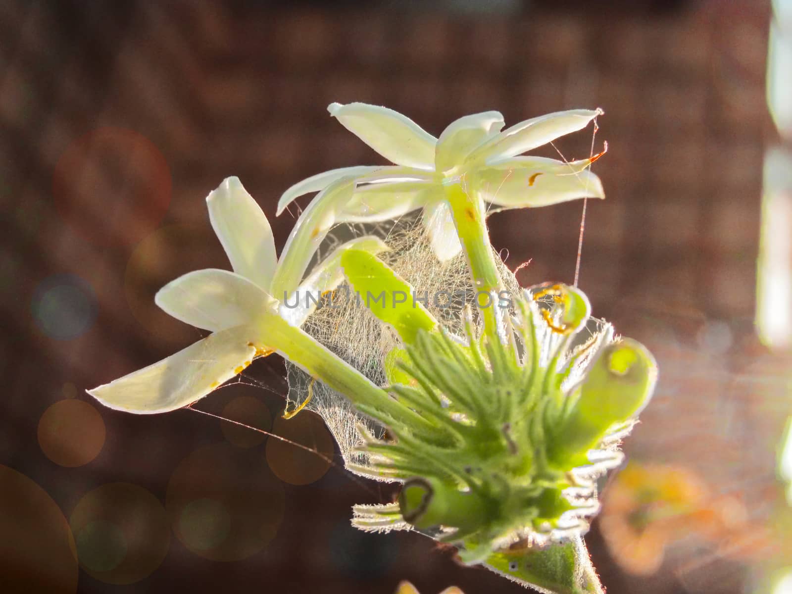 Sweet smelling white starJasmin flower on falling Sun. by drpgayen