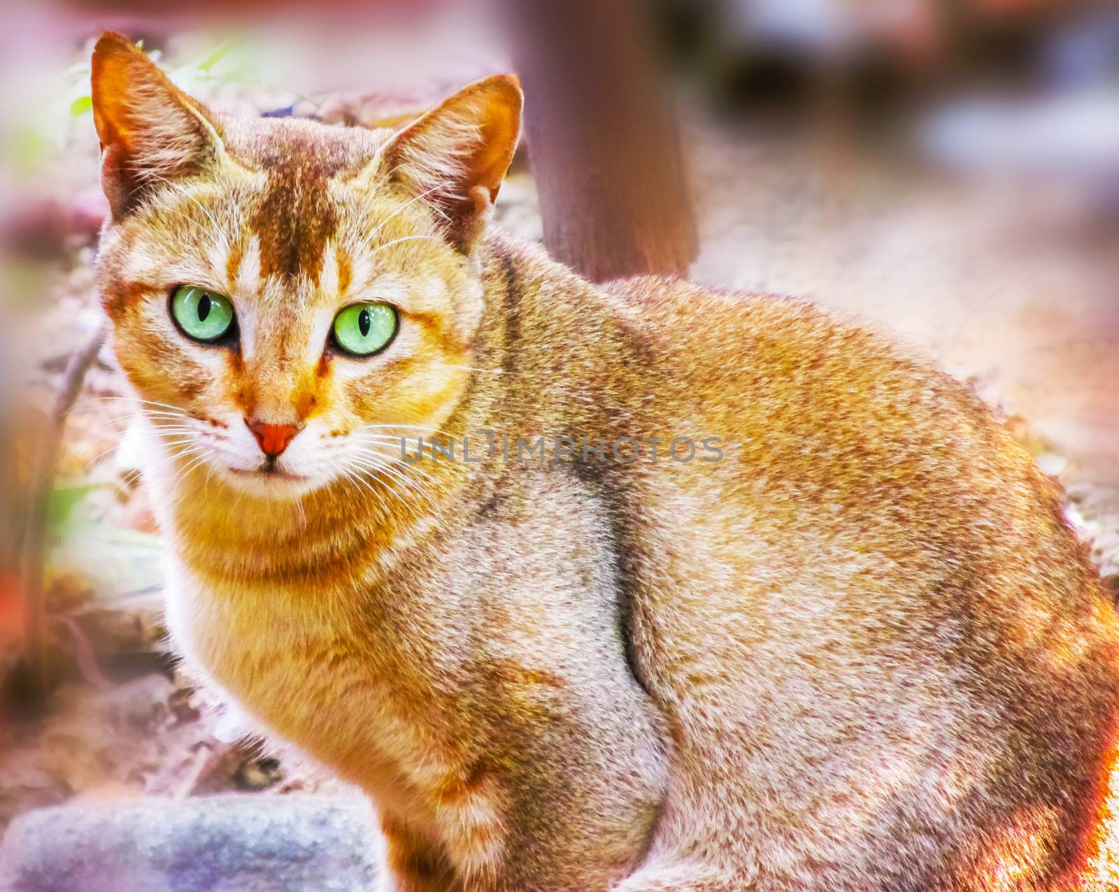 Portrait of an Asian domestic cat in the garden.