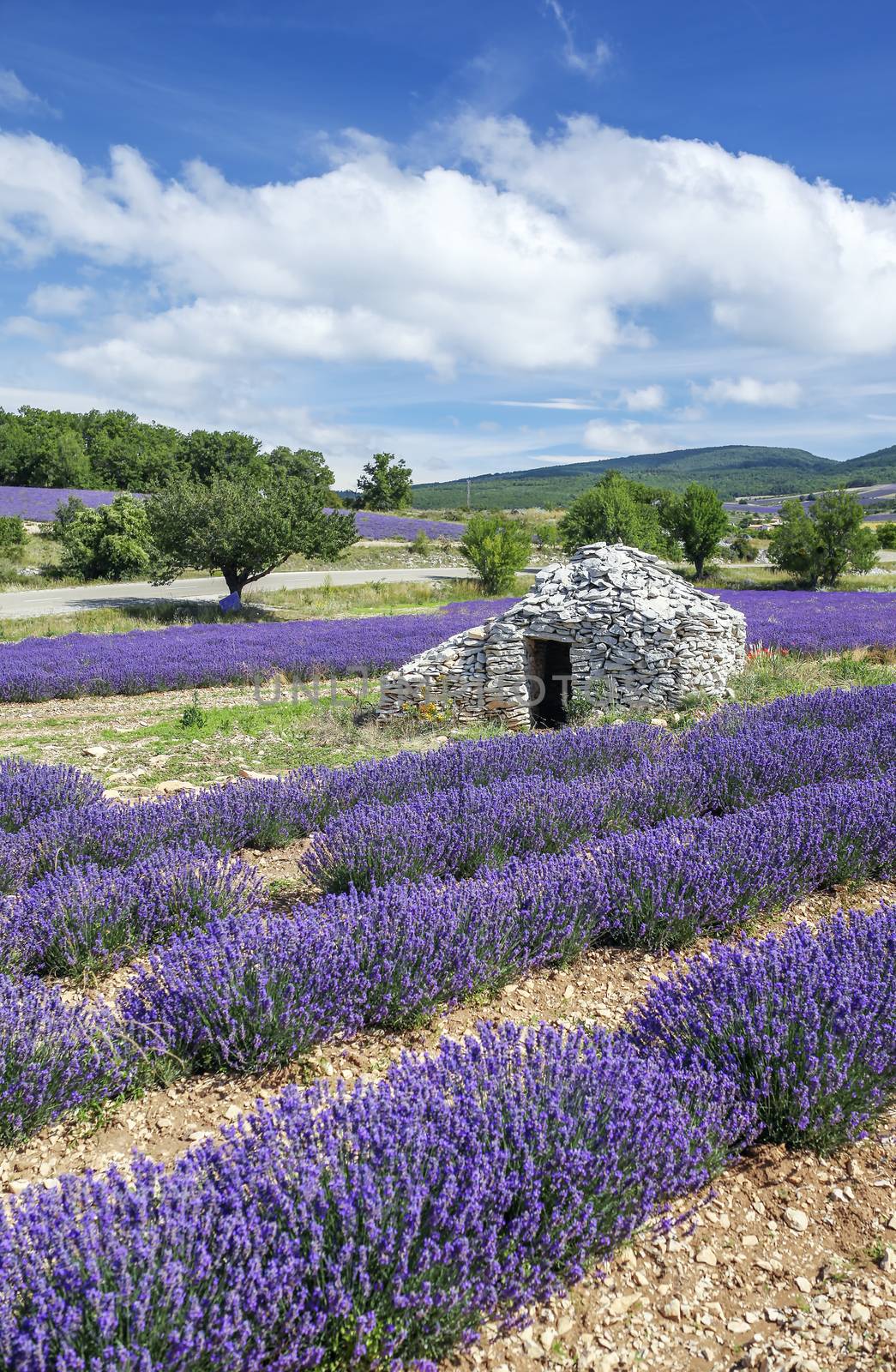 View of Lavender field and blue sky by vwalakte