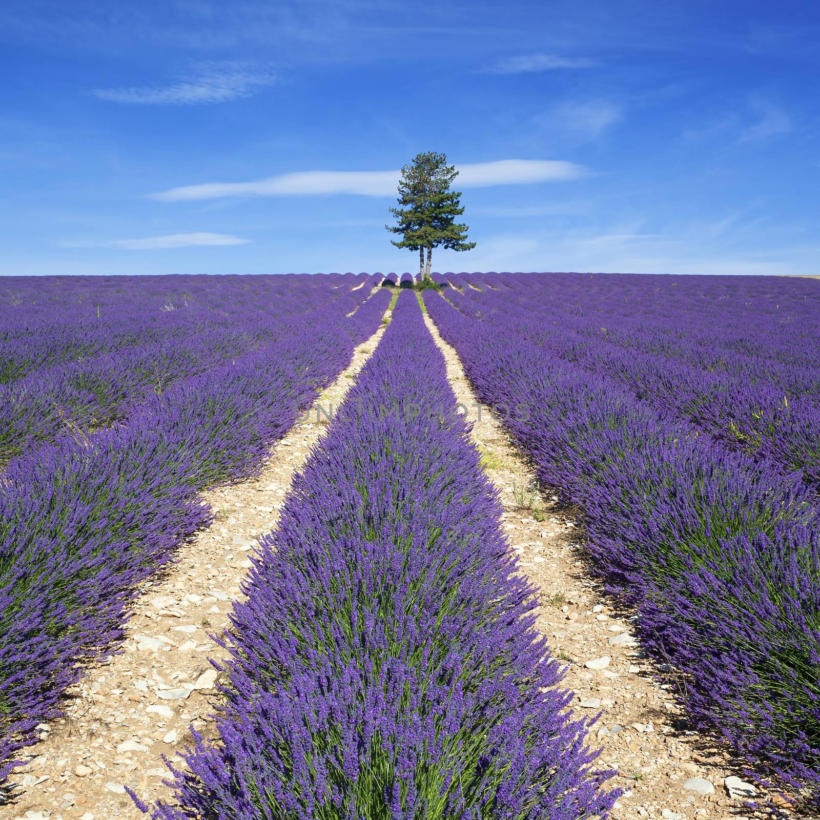 View of Lavender field with tree and blue sky, France