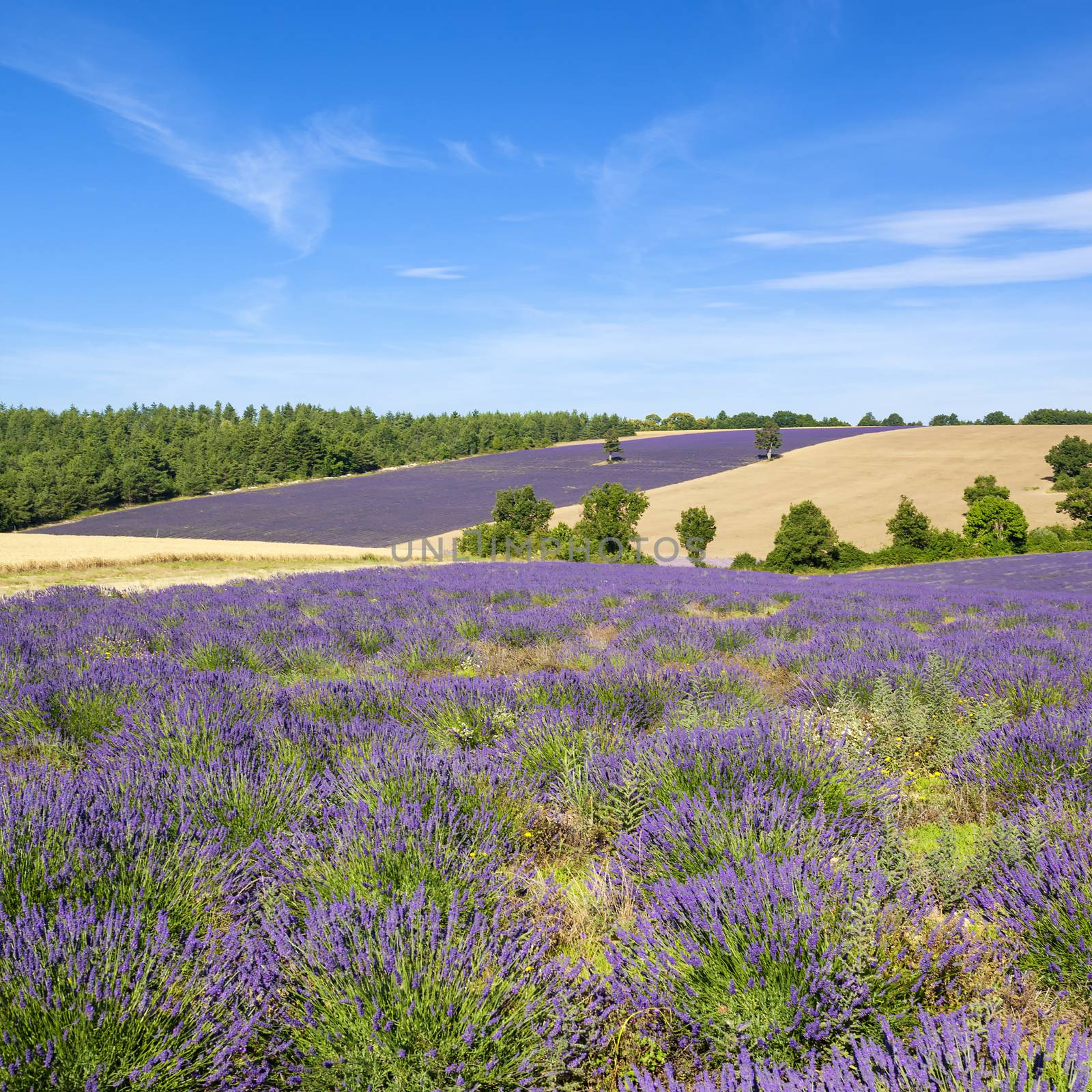 View of Lavender field in Provence by vwalakte