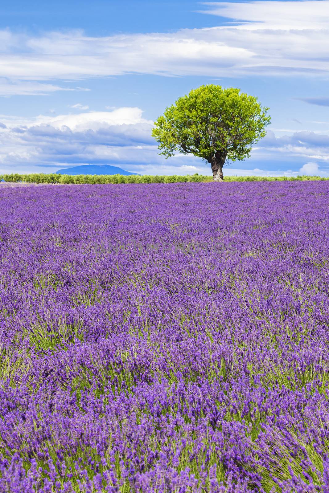 View of Lavender field with tree in Provence, France