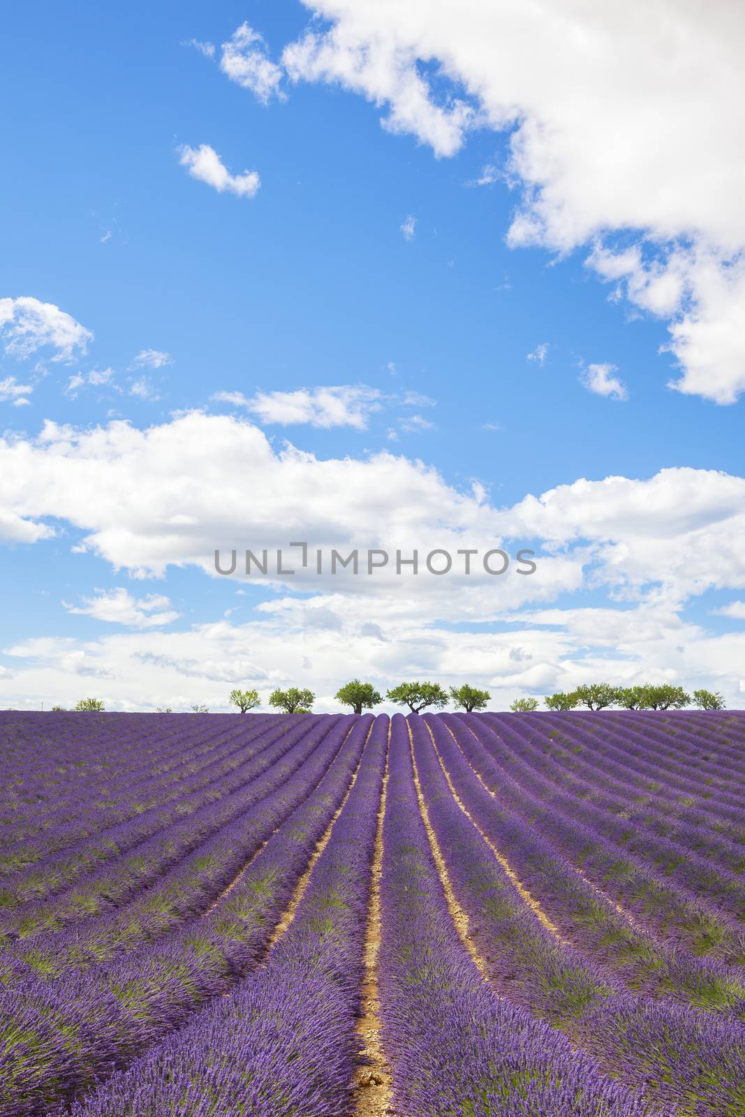 Lavender field with trees in Provence, France