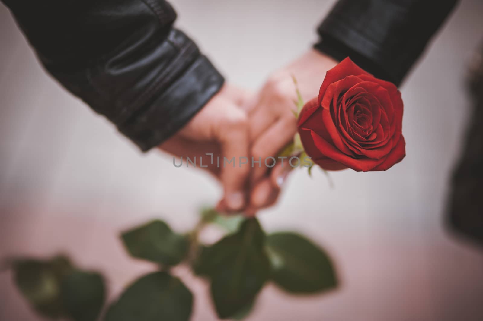 two hands of couple holding red rose 