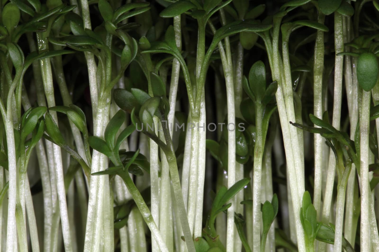 Garden cress seedlings.