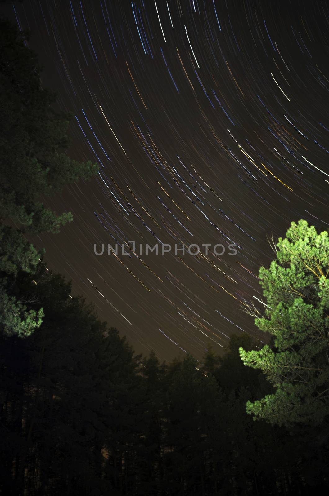 The star sky at winter night in wood. Movement of stars by dolnikow