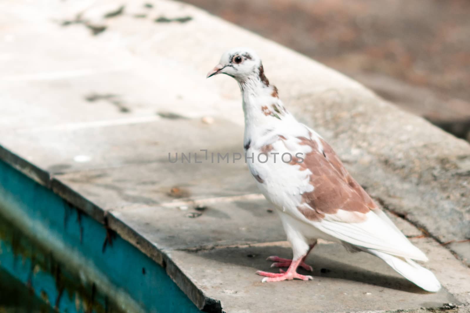 pigeon