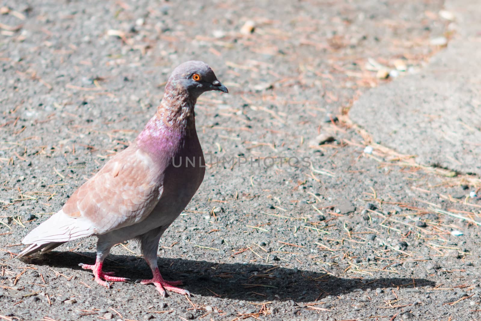 pigeon