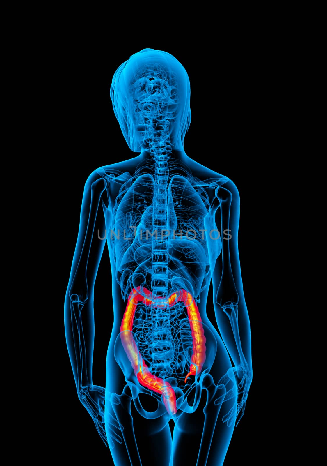 3d render medical illustration of the human larg intestine - back view