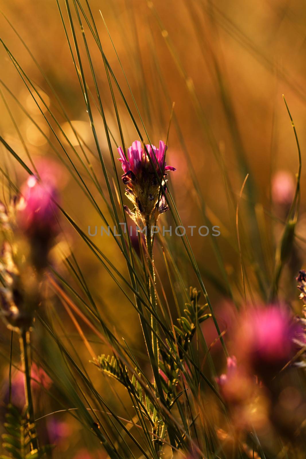 Soft pink meadow flower on sunrise nature background