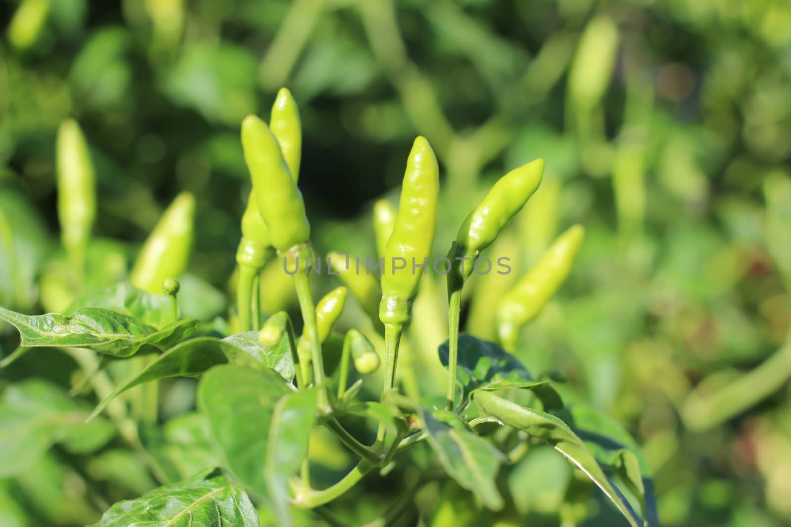 Green Chilies Tree 