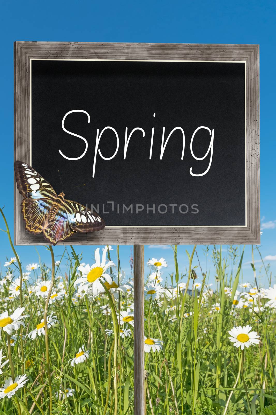 Blank chalkboard on a meadow with text Spring