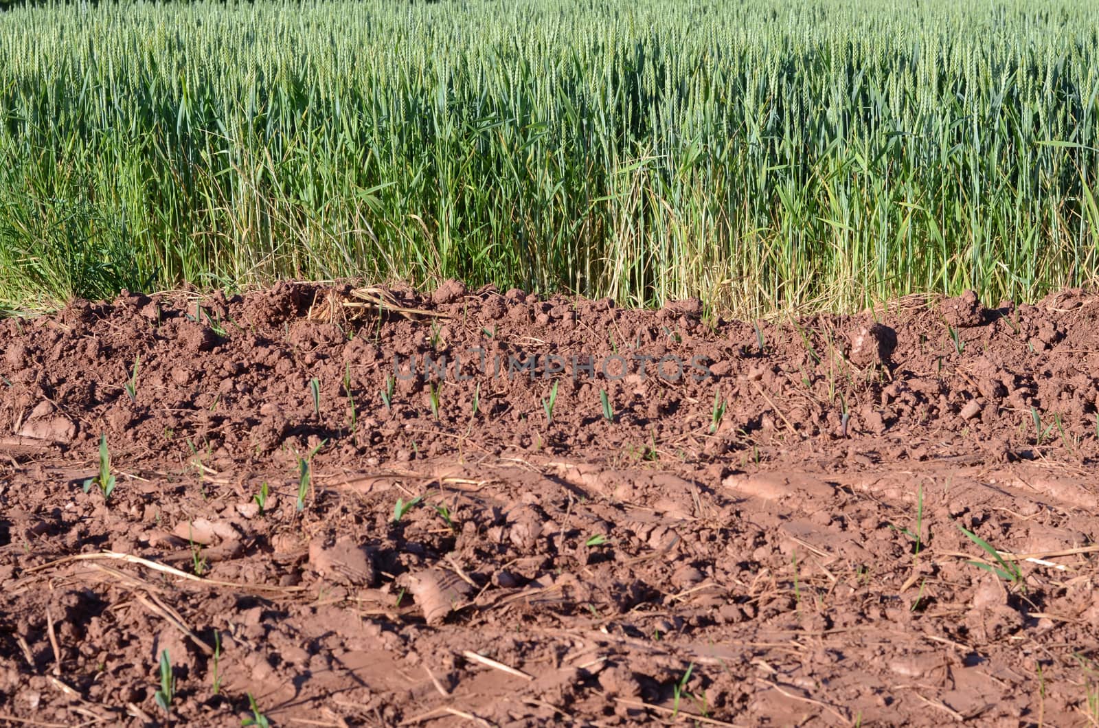 grain field