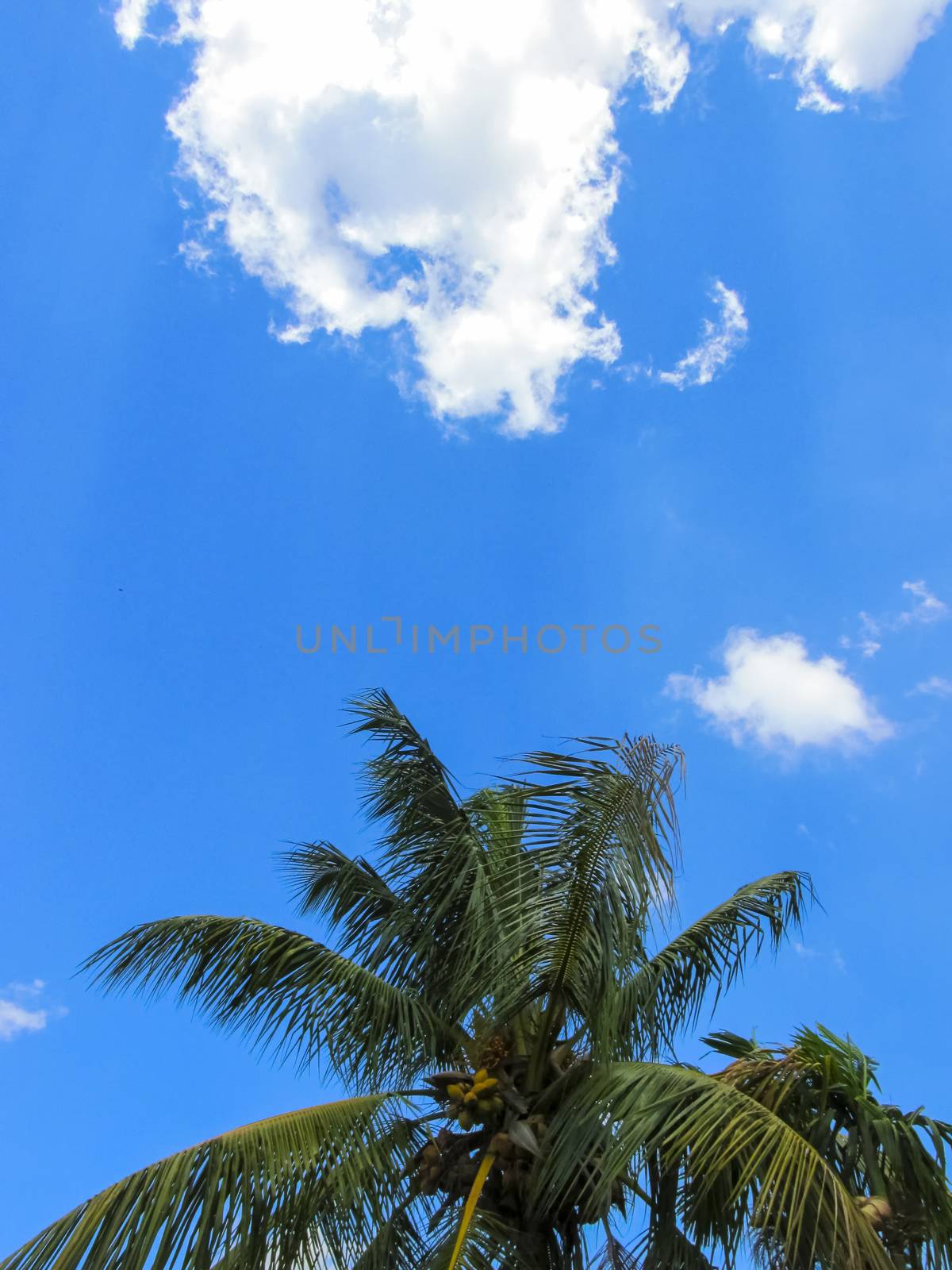 Pre Monsoon clouds started to come visible over teh coconut tree.
