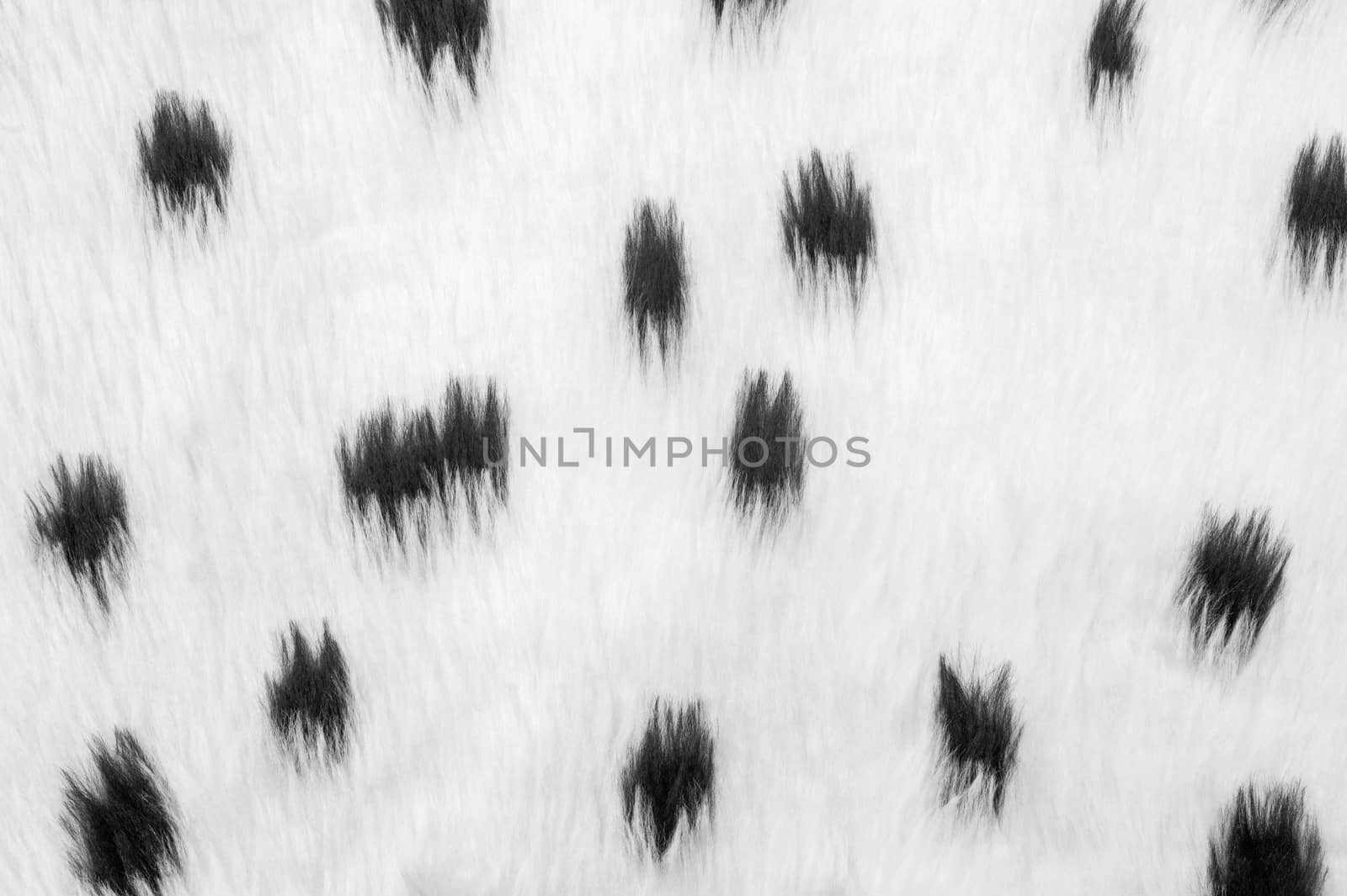 spotted black and white furry animal print textile background