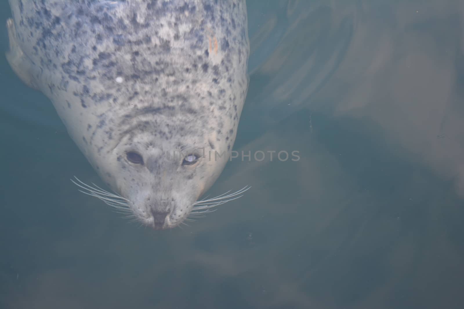 Harbor seal by pelt69