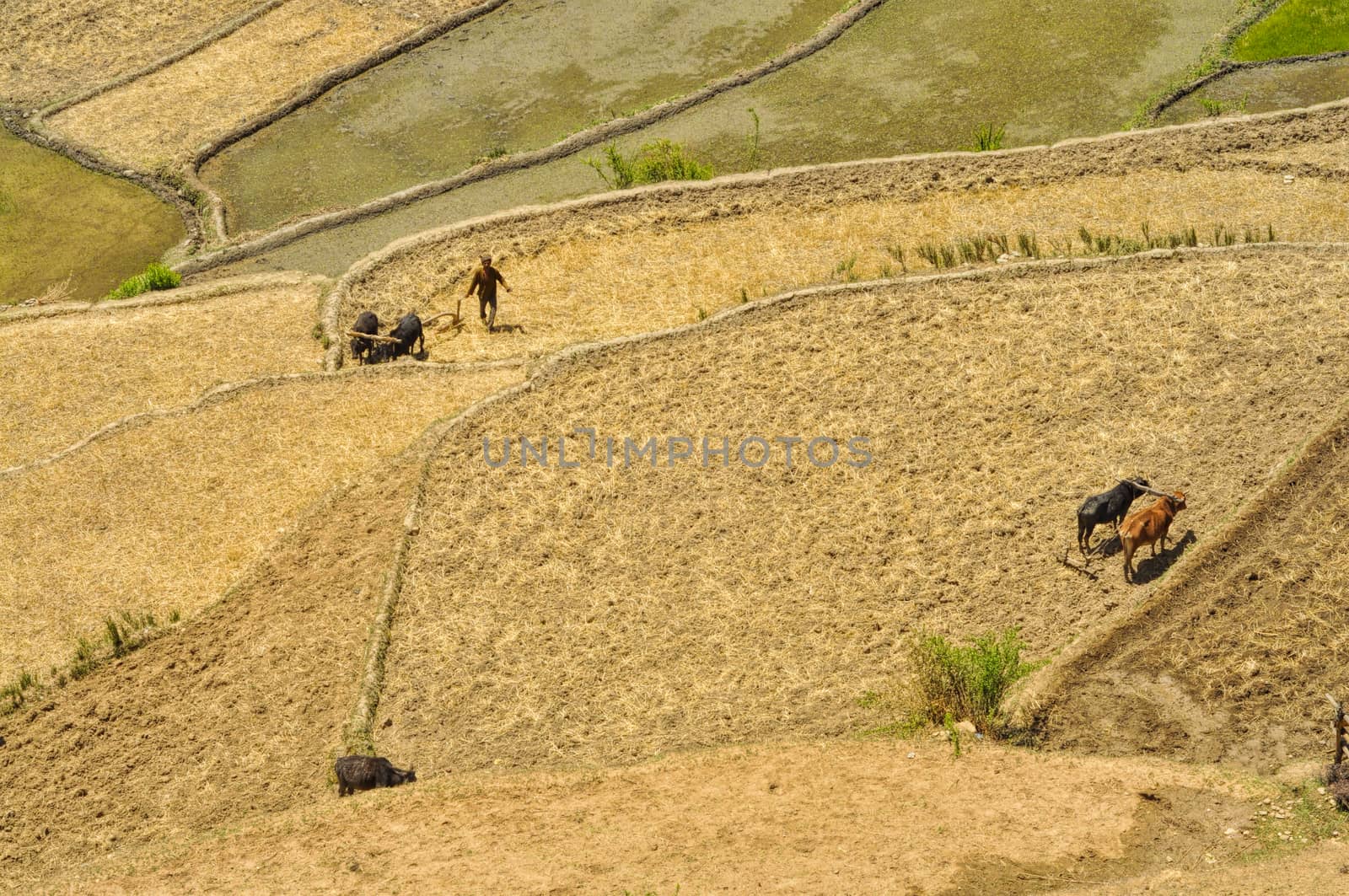 Aerial view of ploughing fields in Nepal