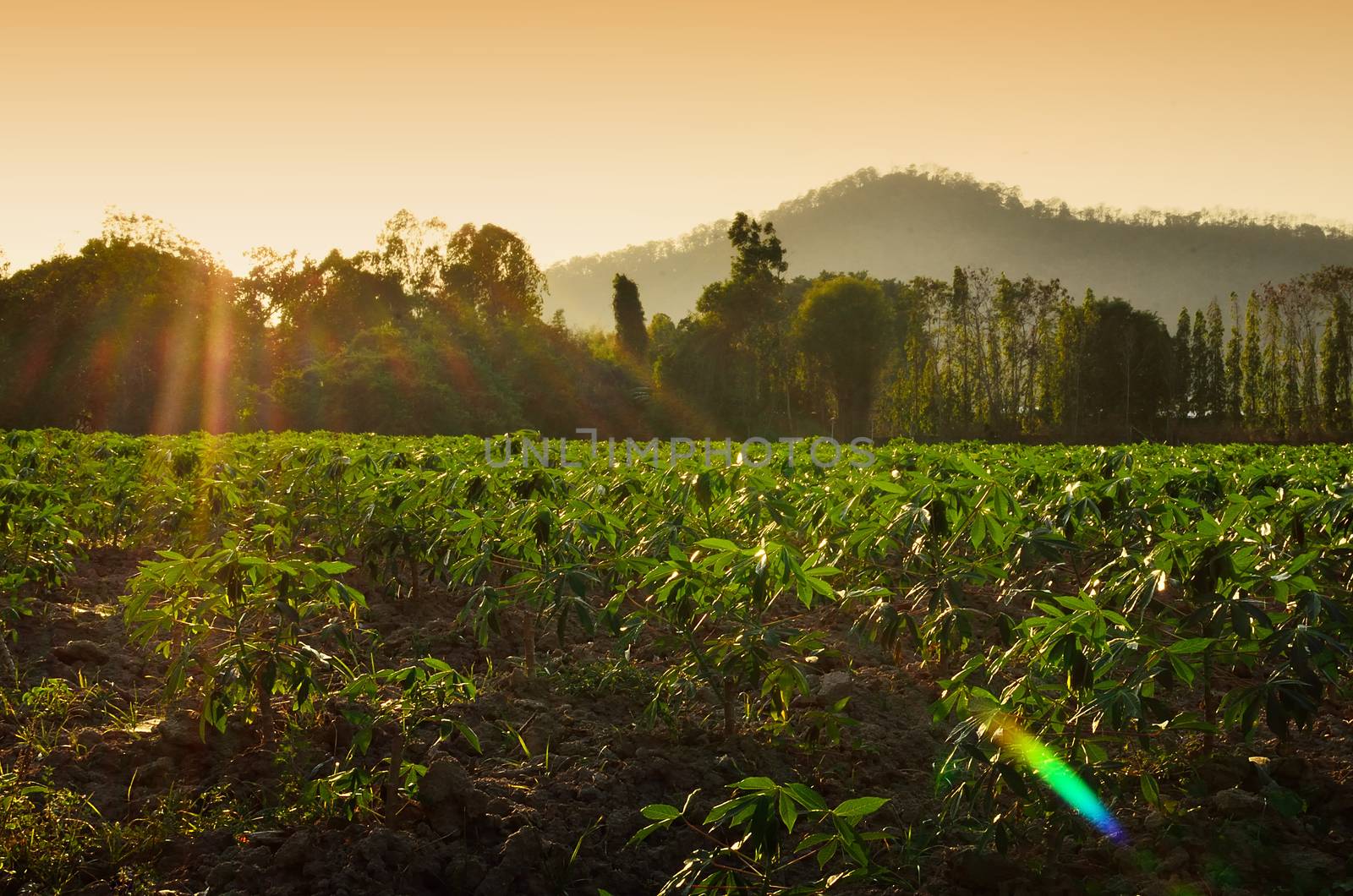 Cassava farm with light of sunset time by pixbox77