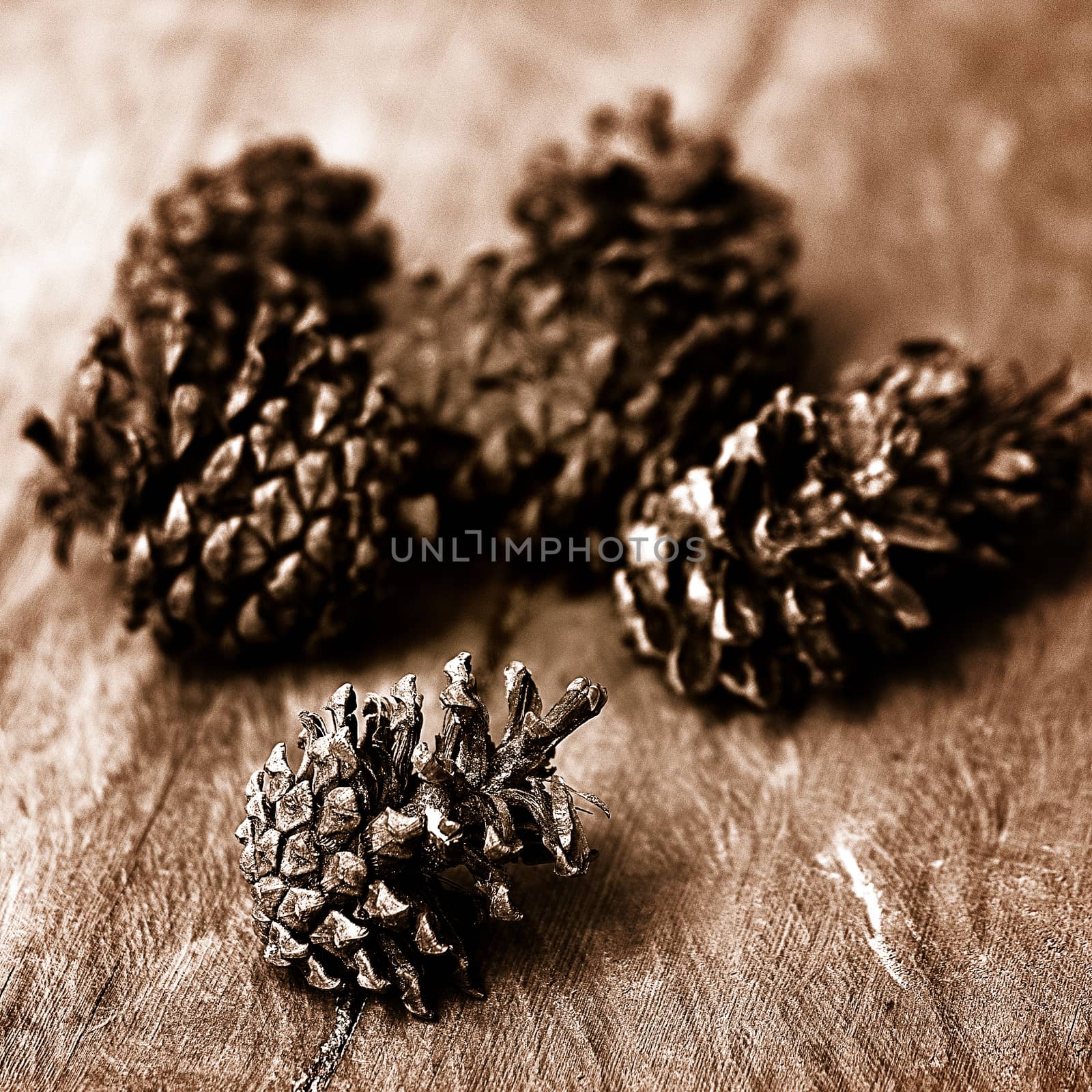 Conifer cone by pixbox77