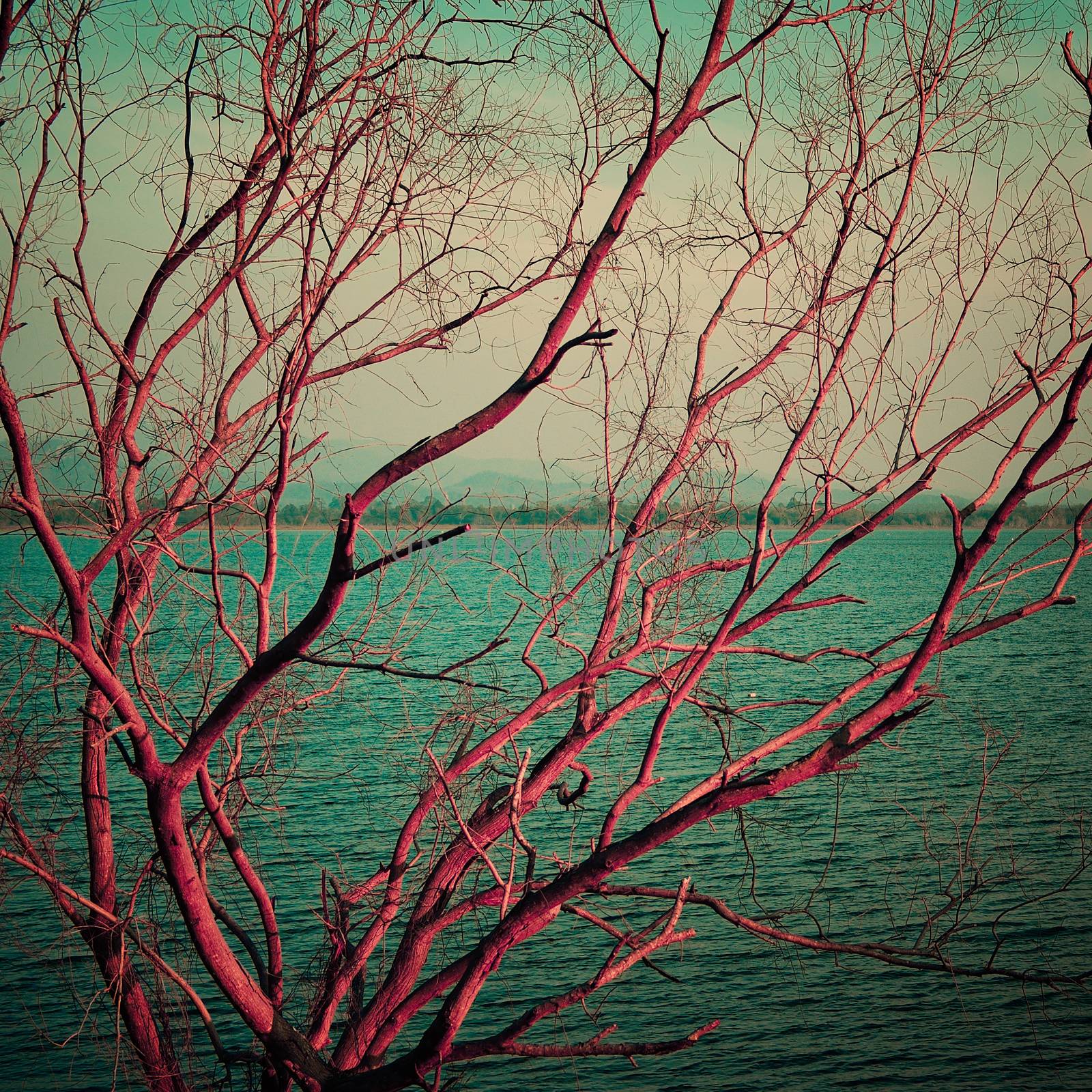 Vintage pink dry tree at lake by pixbox77