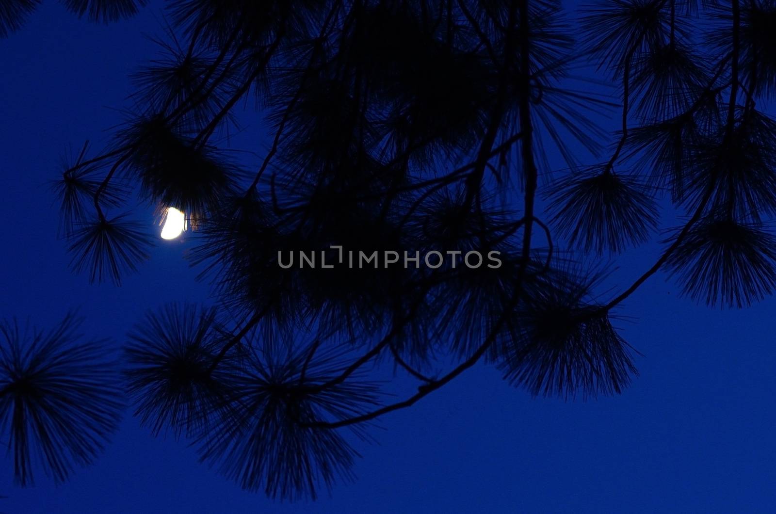 Moon light in the night sky with pine leaves silhouette  by pixbox77