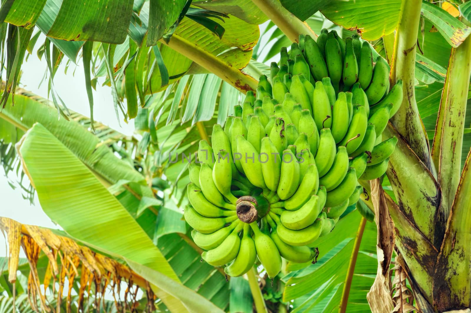 Green bananas growing on tree in Bangladesh
