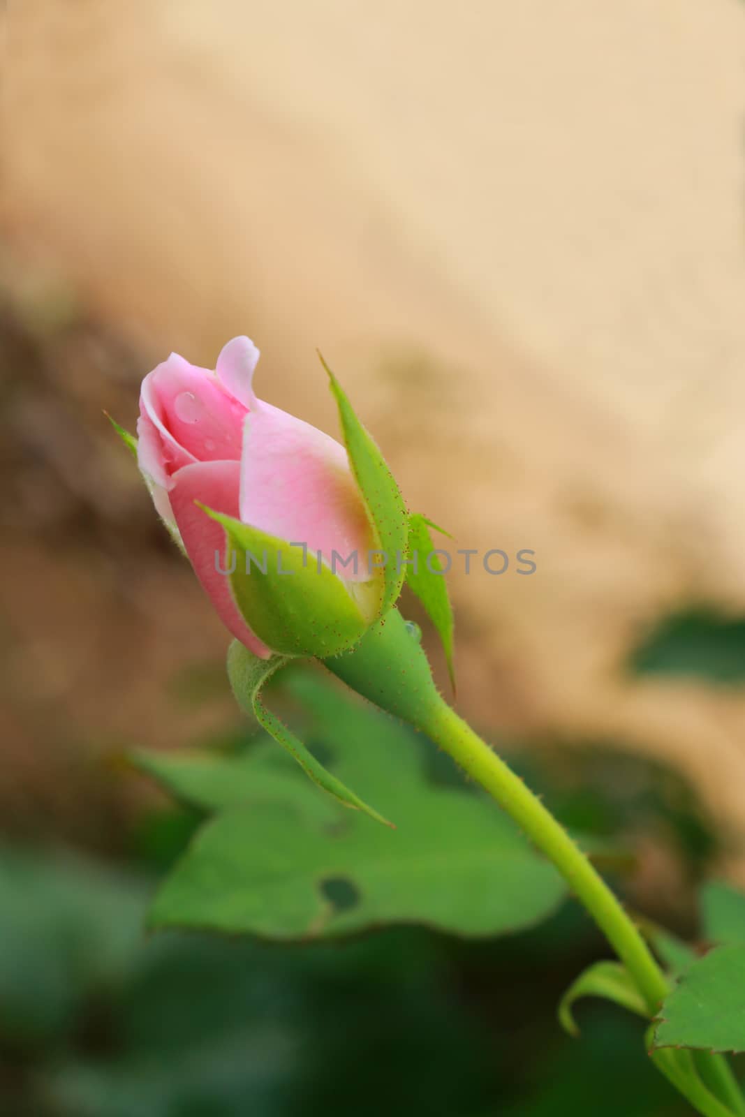 The furl pink rose which have drops on the petal.