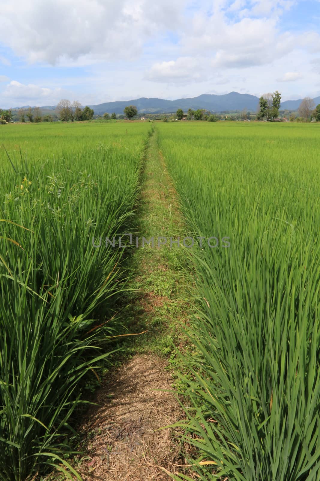 There is the ridge in the paddy field.Used for barrier water. 