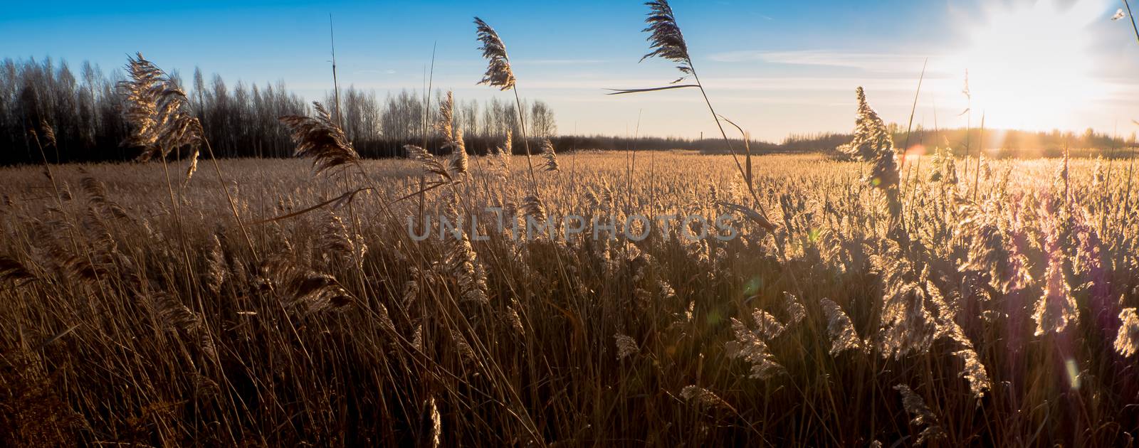 reed grass with golden light  by dolfinvik