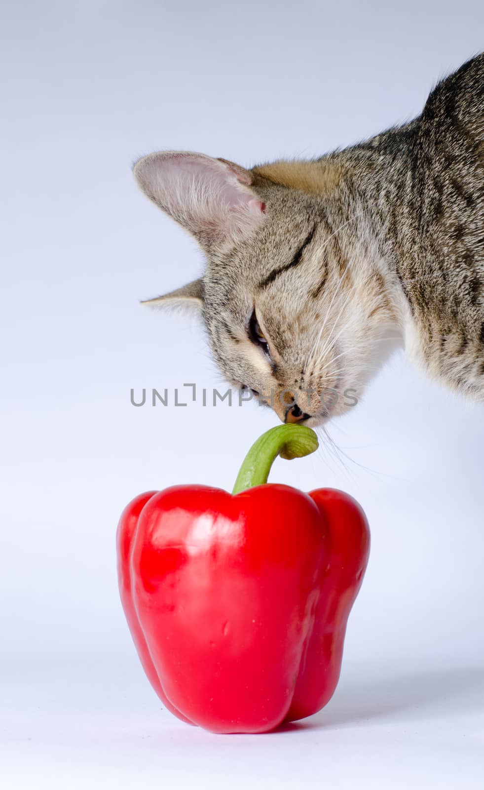 kitten and red pepper