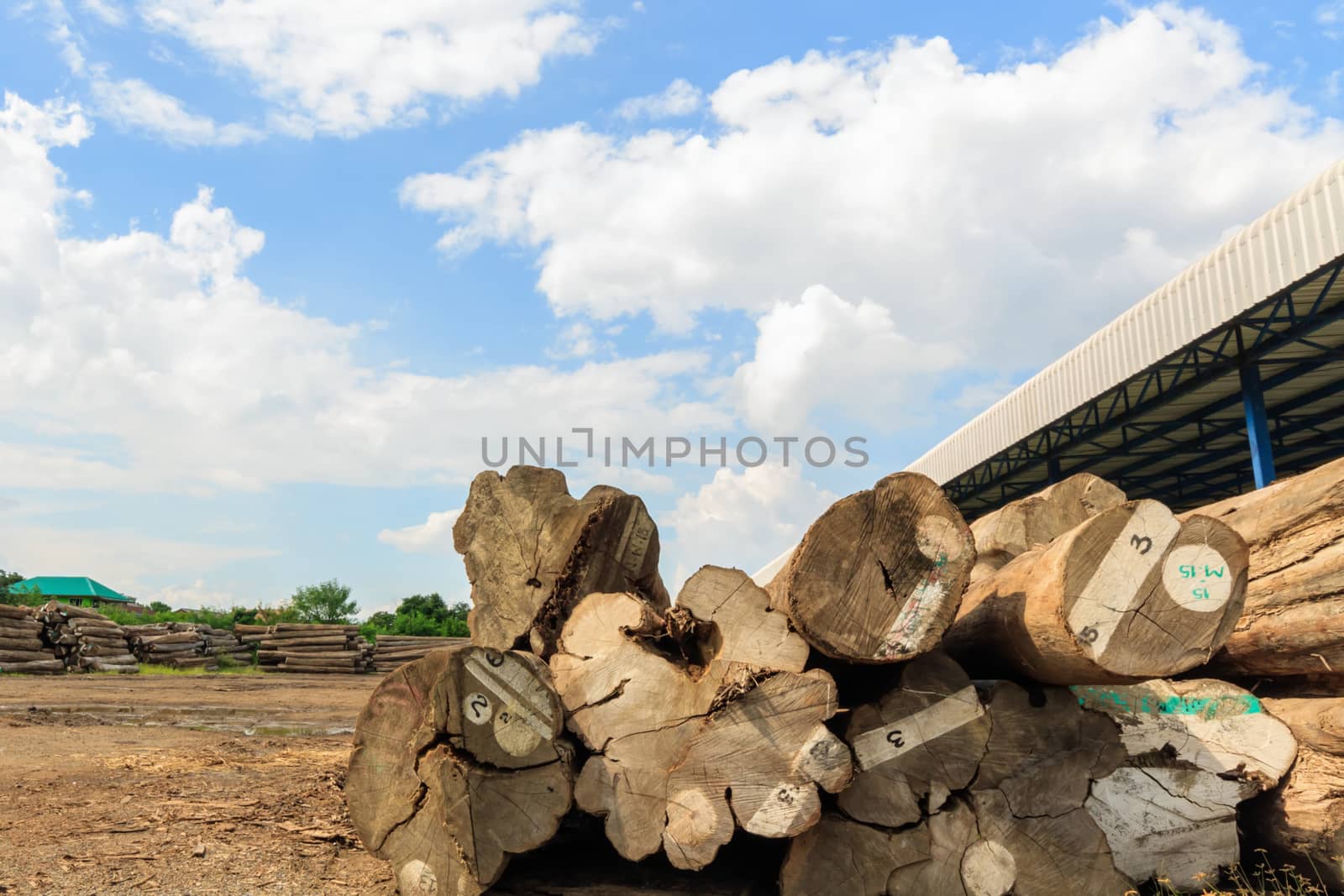 Big teak timber storage yard for raw material.