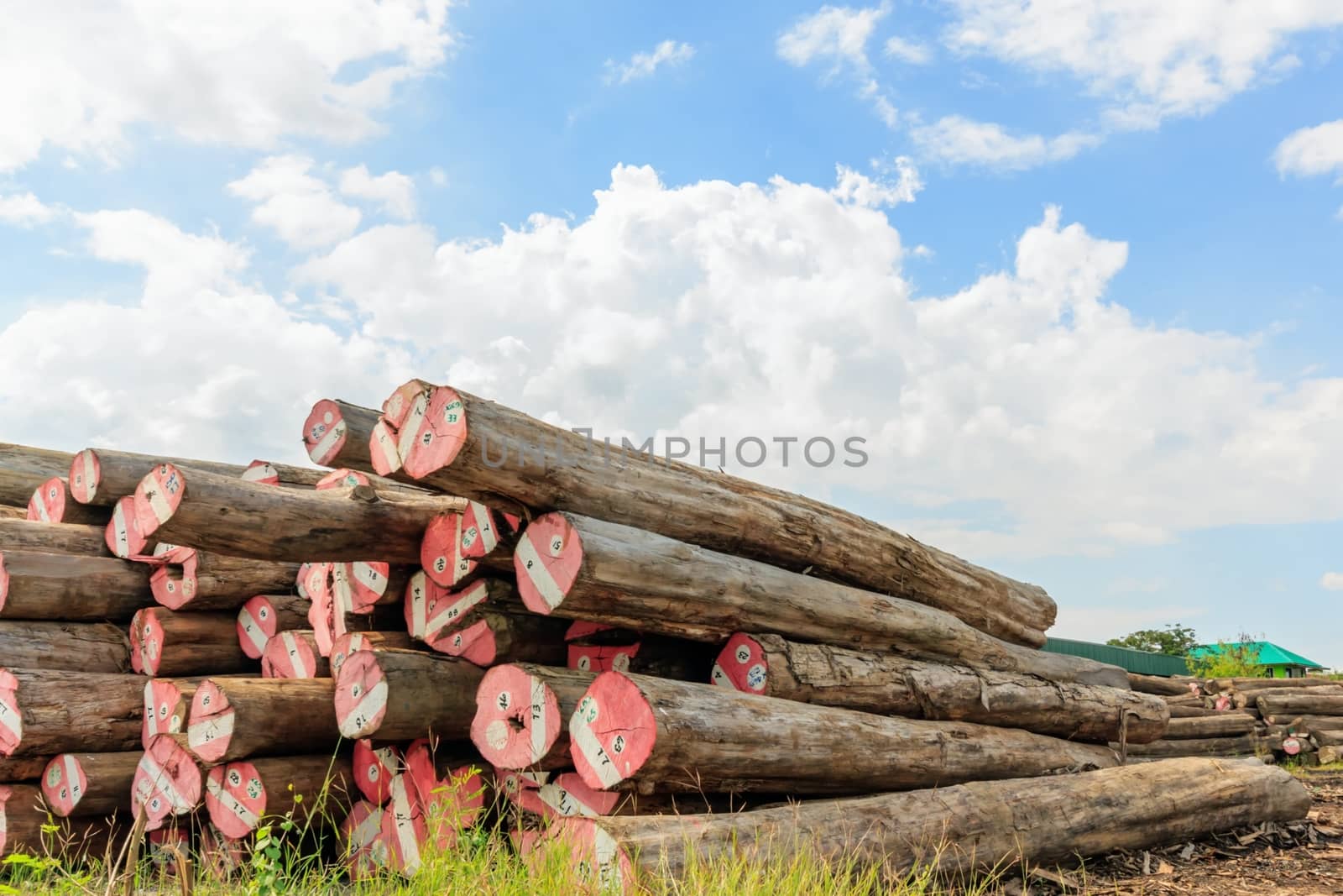 Big Padauk timber storage yaed. by ngungfoto