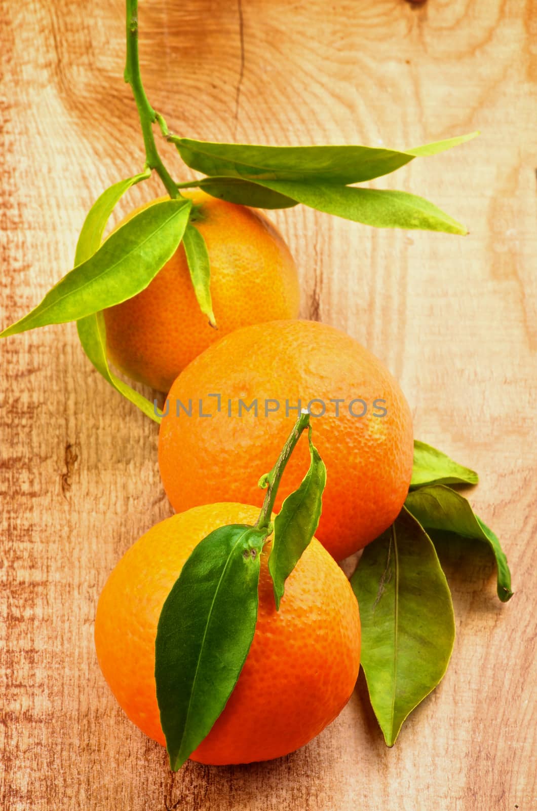 Three Fresh Ripe Tangerines with Stems and Leafs In a Row closeup on Rustic Wooden background