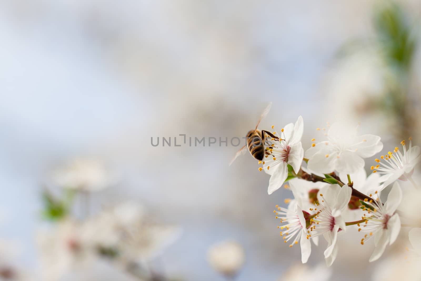 Flowers fruit trees. by sergey_filonenko