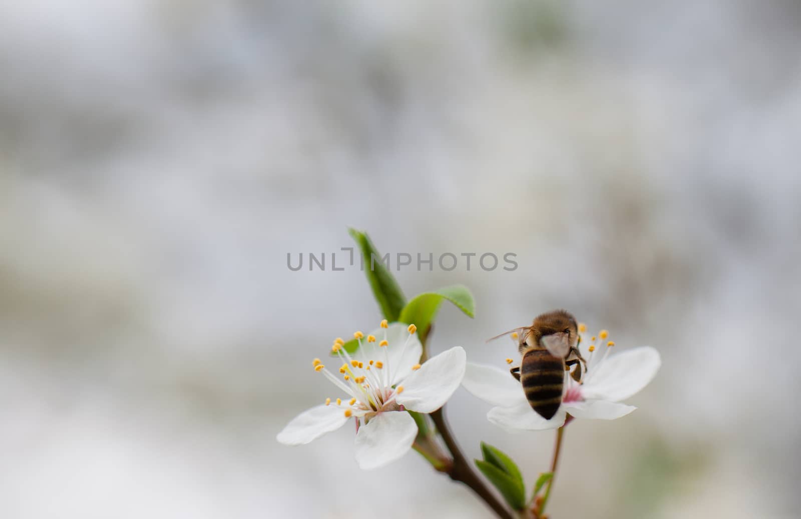 Bee collecting nectar from the flowers of fruit tree.
