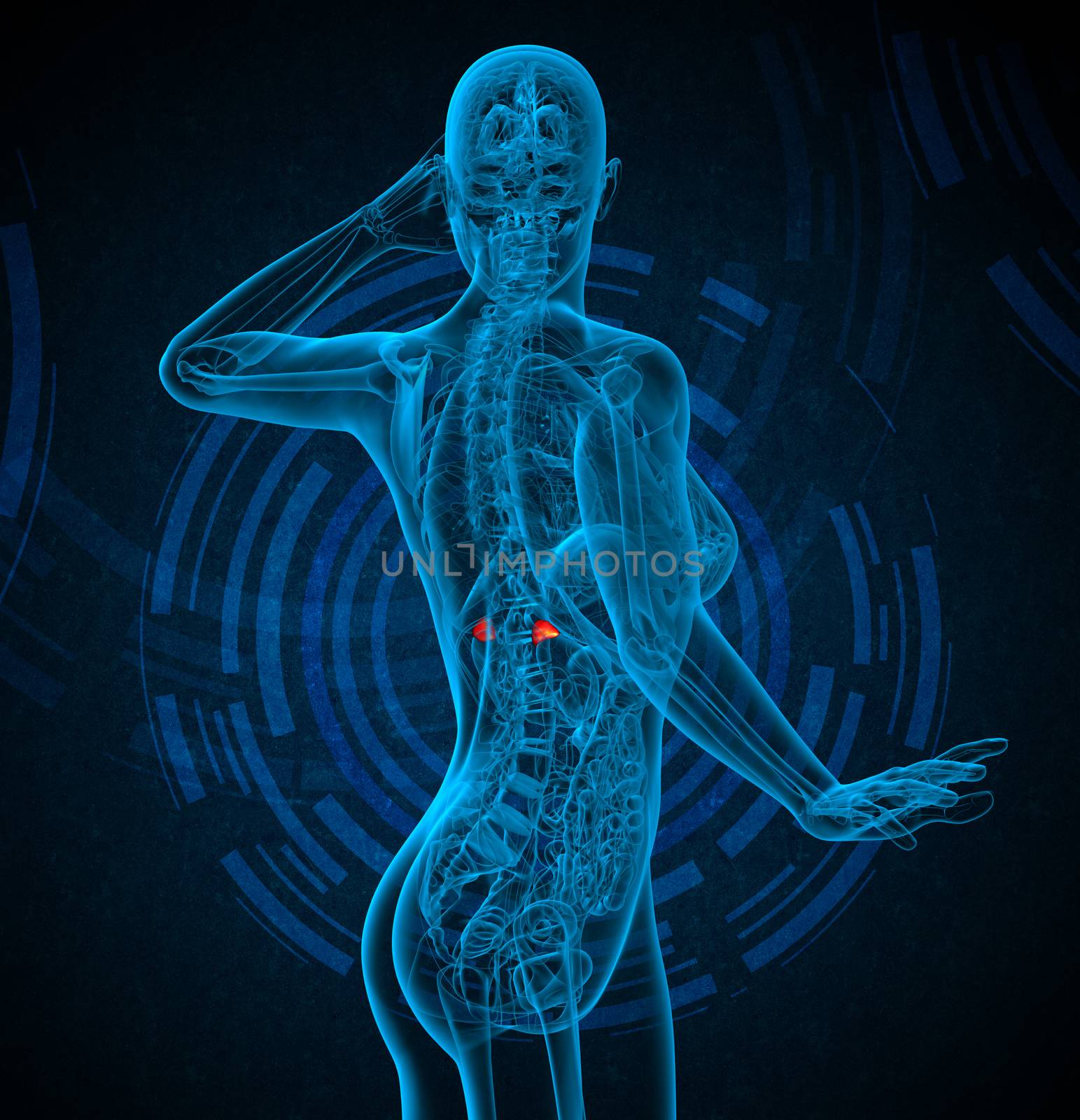 3d render medical illustration of the adrenal - side view